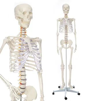 Анатомическая модель скелета человека 170 см в натуральную величину, прозрачная текстура кости, включая нервные корешки, Пластиковая медицинская научная анатомия